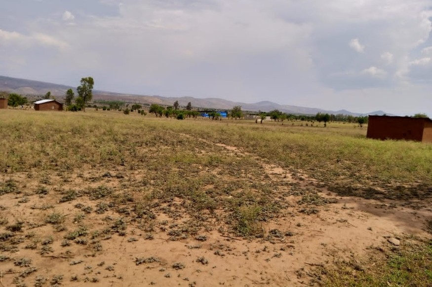 Sud-Kivu : L'absence des pâturages exacerbe les conflits entre éleveurs et agriculteurs à Kamanyola