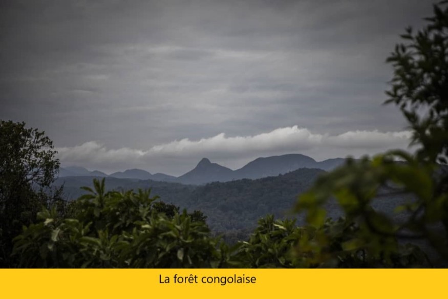 Journée Internationale des forêts : Le Sud-Kivu a perdu à peu près 6.450 km2 des forêts entre 2001 et 2021, s'alarme Artemis Africa
